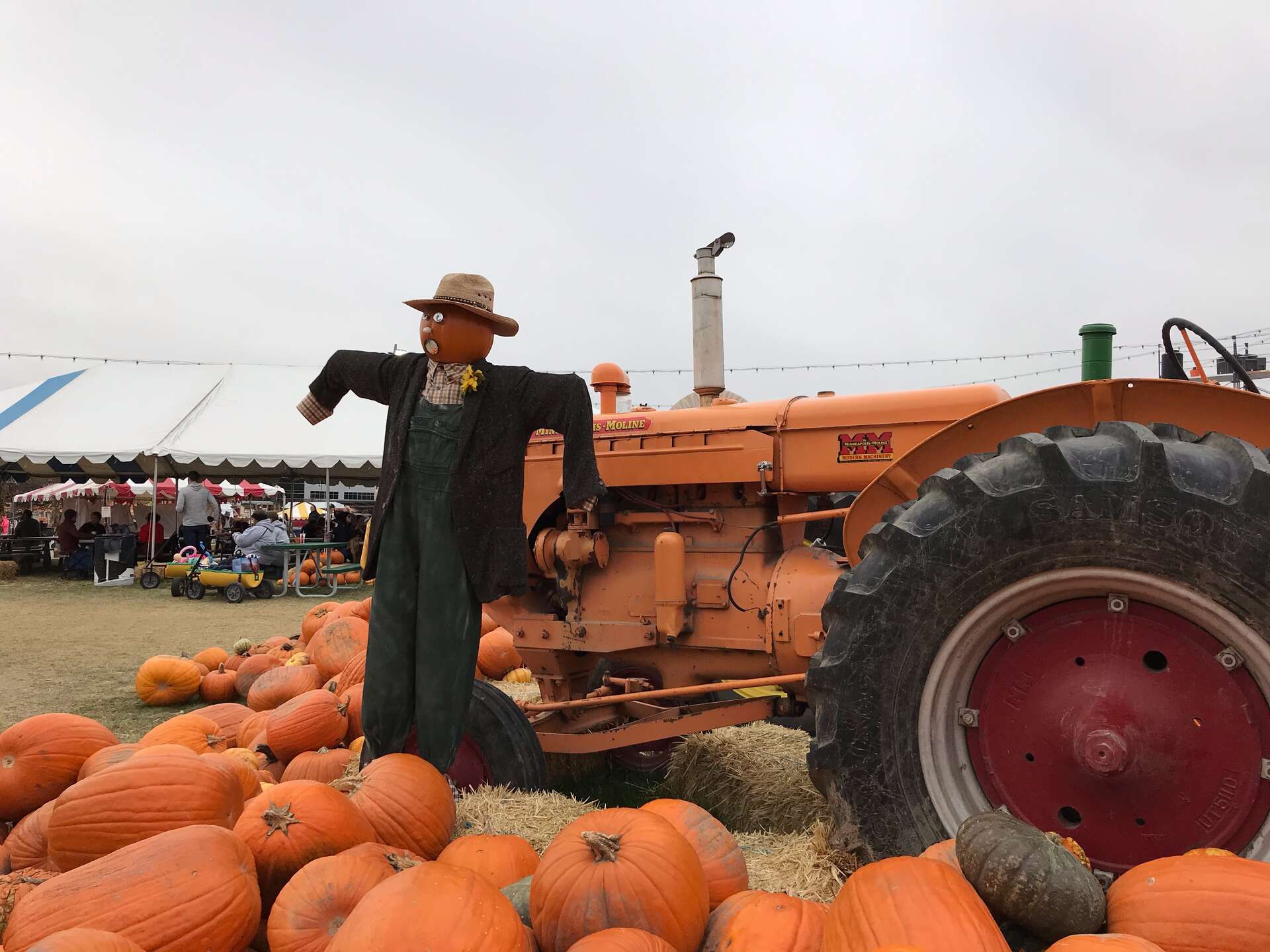 Cornbelly's scarecrow and tractor next to a pumpkin patch