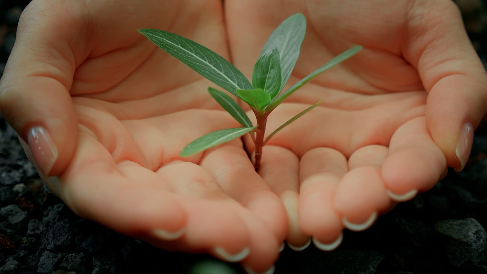 Close-up of a Woman holding a little green plant. | Photo from Adobe Stock