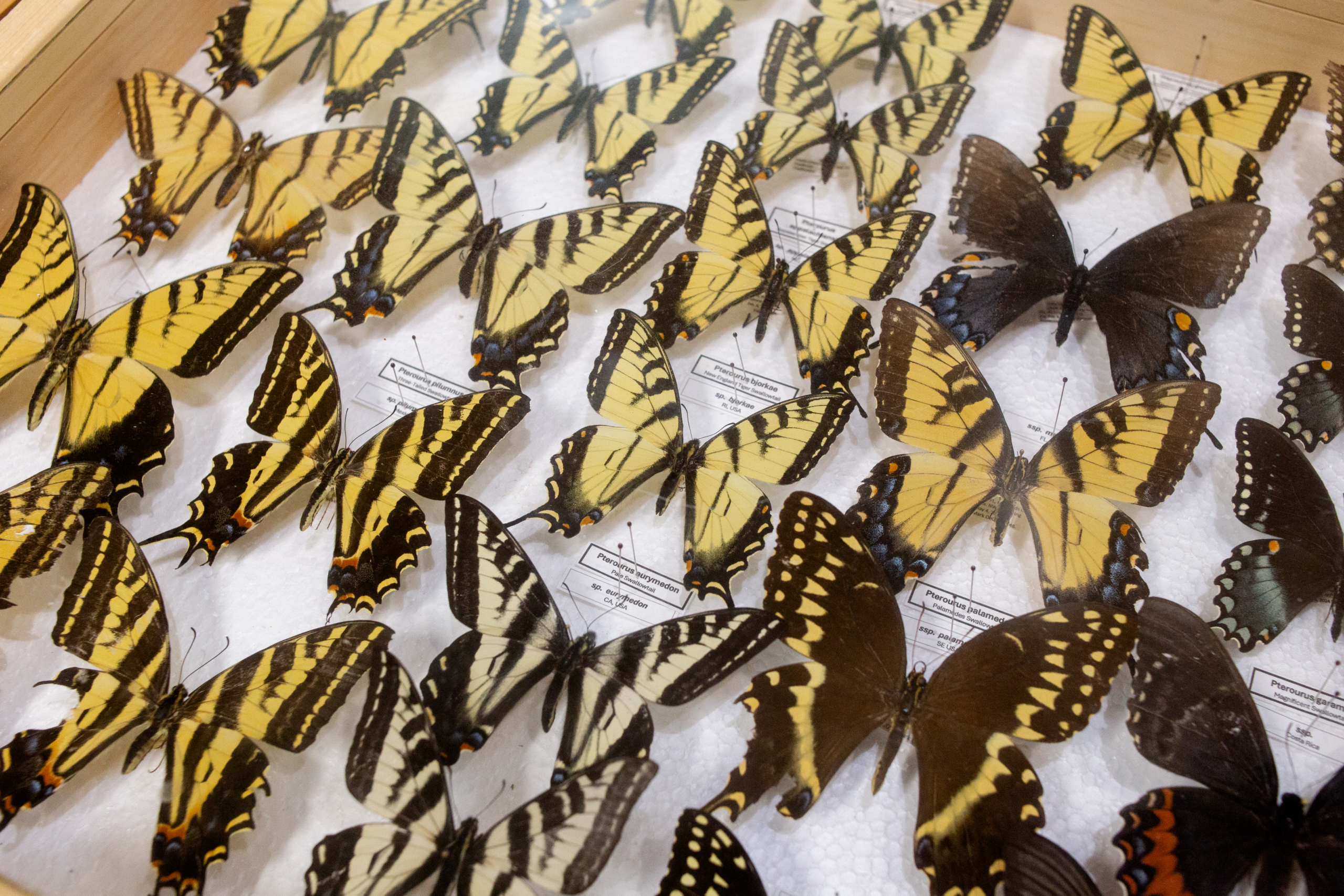 Yellow and black butterflies, with varying wing designs